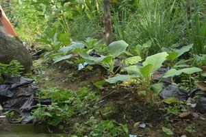 un jardín plantado con semillas de berenjena. ambiente de jardín en un día nublado. foto