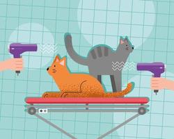 mascotas de gatos con secadores de pelo vector