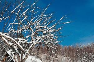 Snow Covered Tree Branches Against Blue Sky photo