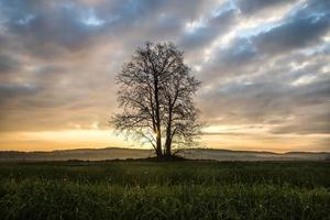 single tree in a field with a sunset on the background