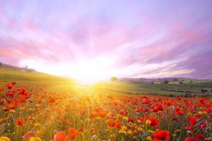 Bright sunrise in the poppy field. Red poppies in the light of the setting sun. Rays of setting sun on a poppy field in summer. Rising sun over the red poppy field in summer. photo