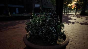 dekorative Töpfe mit Pflanzen auf dem Bürgersteig video