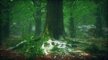 forêt sombre avec de la mousse et des rayons de soleil qui brillent à travers video