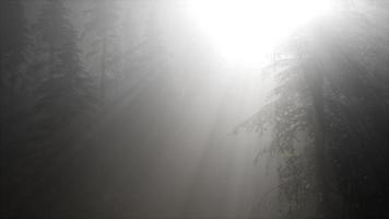 manhã nublada de primavera na floresta de pinheiros video