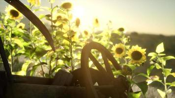 old vintage style scythe and sunflower field video