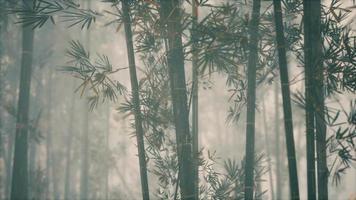 asian bamboo forest with morning sunlight video