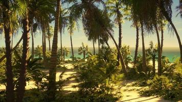 Paradise landscape of tropical beach with calm ocean waves and palm trees video