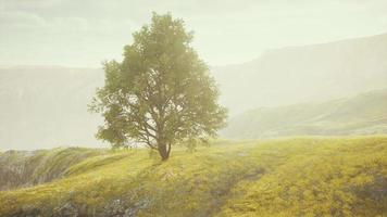 Green tree on a hill on a sunny day in summer video