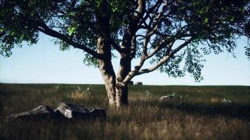 Large tree in the open savanna plains of Etosha national park in Namibia video