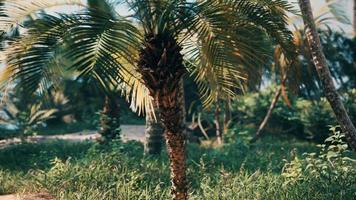 tropical palms and plants at sunny day video