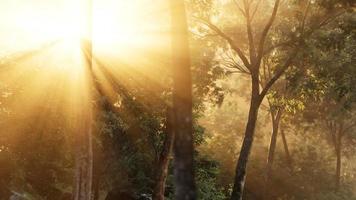 rayons de soleil éclatant dans une forêt brumeuse video