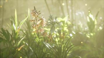 Fog over the river in the early morning on an summer day video