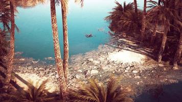 Palm trees flourish around a pool of water at a park in Palm Desert video