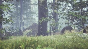 herbe verte dans la forêt au matin d'été ensoleillé video