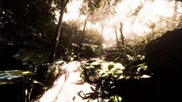 humidité élevée dans la forêt tropicale de la jungle en timelapse de jour brumeux video