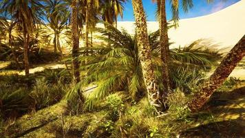 palmiers dans le désert du sahara