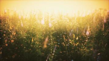 vilda fält blommor vid sommarens solnedgång video