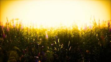 fleurs des champs sauvages au coucher du soleil d'été video