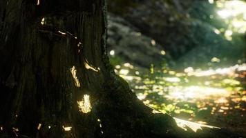 raios de sol derramam através de folhas em uma floresta tropical video