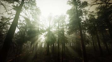 Redwood Forest Foggy Sunset Scenery video