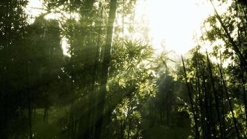 Grüne Bambusblätter in einem leichten Nebel video