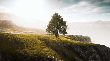 Frühlingsfeld mit einsamem Baum video