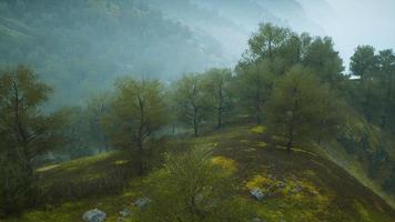 piccoli alberi verdi sulle colline nella nebbia video