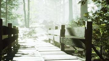 old wooden bridge over a small stream in a park video