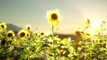 zonnebloemveld op een warme zomeravond video