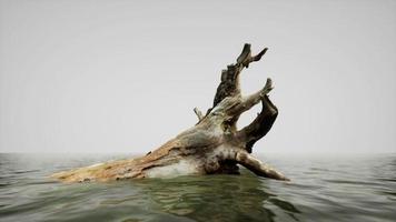 dead tree branches and trunk in the sea video