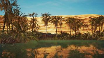 Green oasis with pond in Sahara desert video