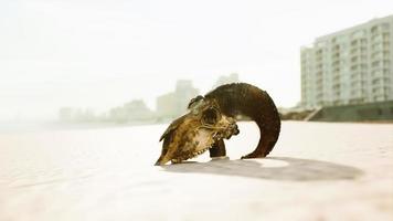 closeup of a skull laying on the wet sand