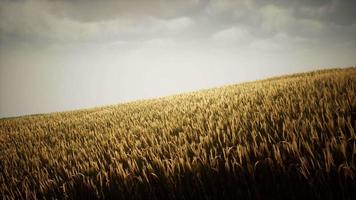 Dark stormy clouds over wheat field video