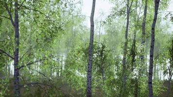 Birkenhain an einem sonnigen Sommertag Landschaft video