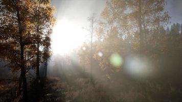 zonnestralen door bomen video