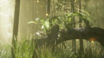 horizontally bending tree trunk with ferns growing, and sunlight shining video