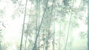 forêt verte de bambou dans le brouillard du matin