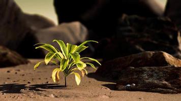 grüne Pflanze am Sandstrand video
