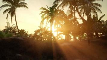 Sonnenuntergang strahlt durch Palmen video