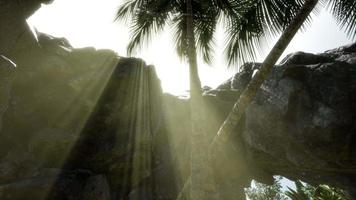 Big Palms in Stone Cave with Rays of Sunlight video