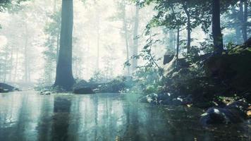 skog med damm och dimma med solstrålar video