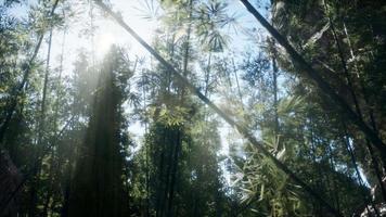 Landschaft des Bambusbaums im tropischen Regenwald, Malaysia video