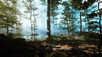 sun rising in a forest with fog video