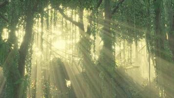 bosque tropical verde con rayo de luz video