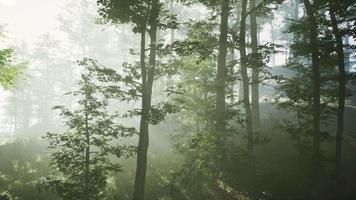 sun rising in a forest with fog video