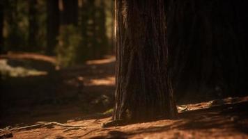 vroege ochtendzon in de sequoia's van mariposa grove video