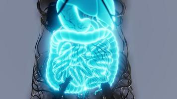 cuerpo humano transparente con sistema digestivo visible video