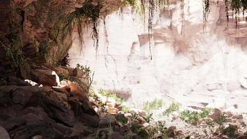 inside a limestone cave with plants and sun shine video