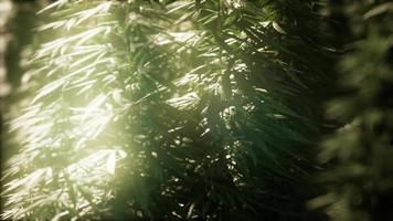 Dickichte von Marihuana-Pflanzen auf dem Feld