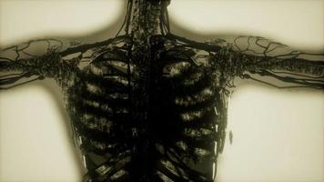 escaneamento de ossos de esqueleto humano brilhando